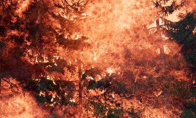 David Claerbout; Wildfire (Meditation on fire) De status van onze planeet