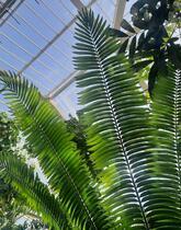 Detailfoto’s van blad en kegel van palmvarens Plantentuin Meise