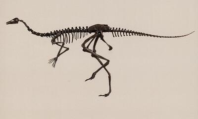 Museum voor Natuurwetenschappen - De Janletzaal, een vleugel van licht voor de dinosauriërs