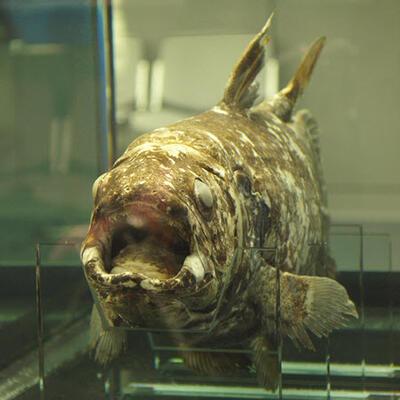 Coelacant 