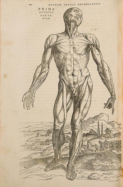 Afbeelding 'Spierman', De Humani Corporis Fabrica, Basel, 1543, Vesalius,