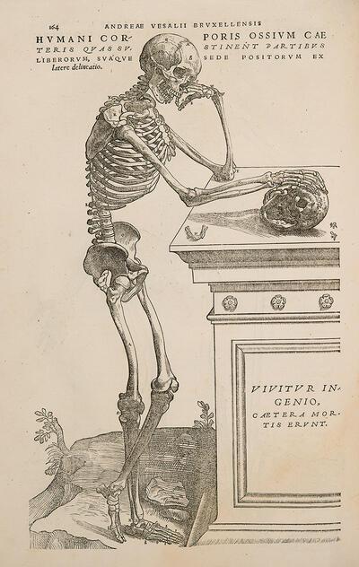 Afbeelding 'Denkend Skelet', De Humani Corporis Fabrica, Basel, 1543, Vesalius,