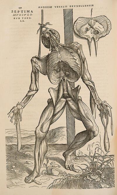 Afbeelding 'Hangend lijk', De Humani Corporis Fabrica, Basel, 1543, Vesalius,