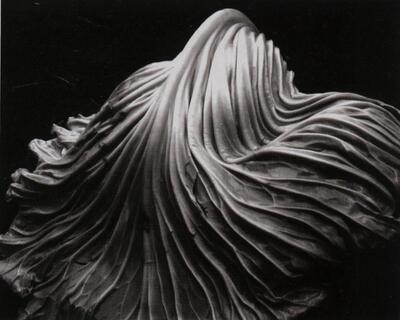 Uit de collectie van het FotoMuseum Provincie Antwerpen: Edward Westan, Cabbage leaf 