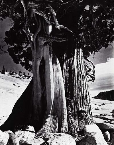 Edward Weston (VS, 1886-1958), Juniper, Lake Tenaya, Fotografie