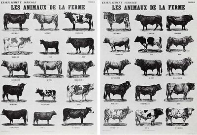 Marcel Broodthaers (1924-1976), Les animaux de la ferme, Taal, Beeld