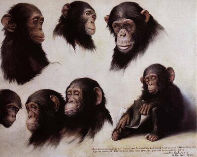 Jos Schippers (1868-1950), Studie van 7 chimpansees, Zoo