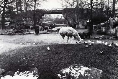 Louis Blockx (1854-1911 ?), Emiel Thielens (1854-1911), Panoramapark, Zoo