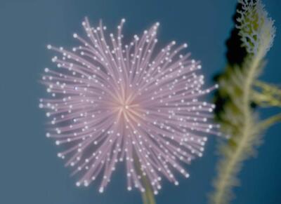 Agnieszka Polska, Still uit The Book of Flowers