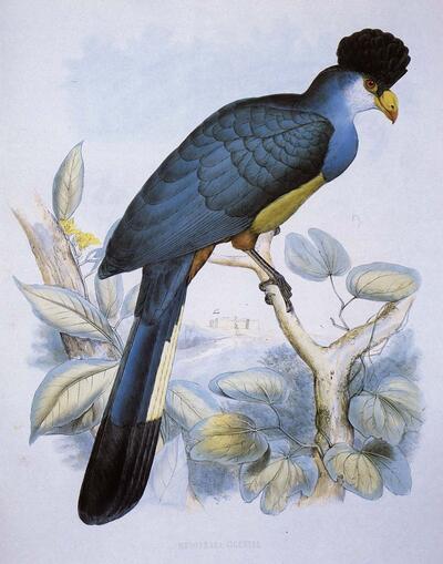 John Gould (1804-1881), Kleine paradijsvogel (Paradisea minor), Zoo