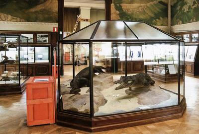 Museum voor Midden-Afrika, Zaal 16 en de vitrinekast met twee krokodillen